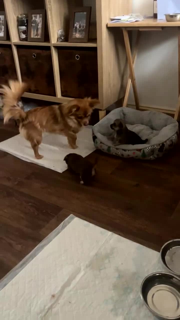 Chihuahua dogs for sale: Chihuahua puppies female BOTH NOW RESERVED  - Video 2