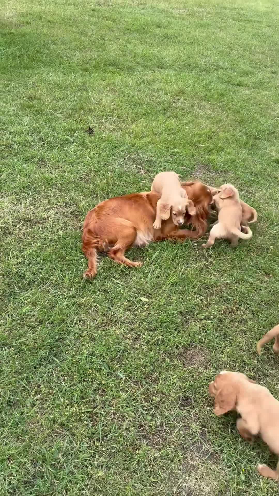 Cocker Spaniel dogs for sale: WORKING COCKER SPANIELS  - Video 1