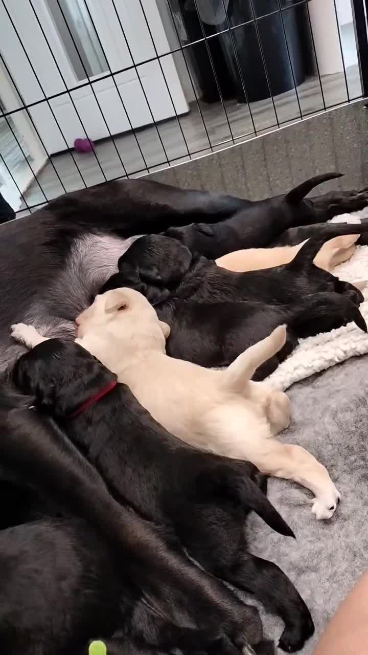 Labradoodle dogs for sale: F1 Standard Labradoodle Puppies - Video 3