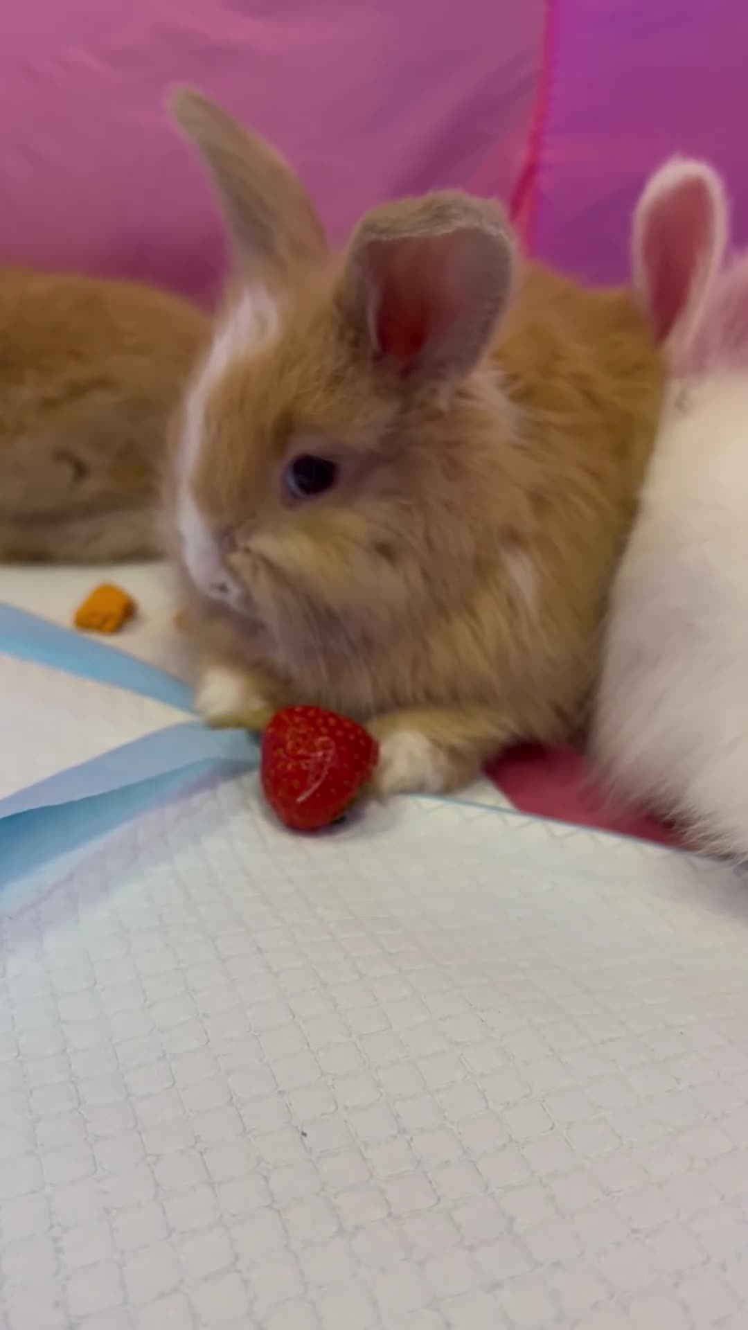 Angora rabbits for sale: English full faced Angora babies  - Video 3