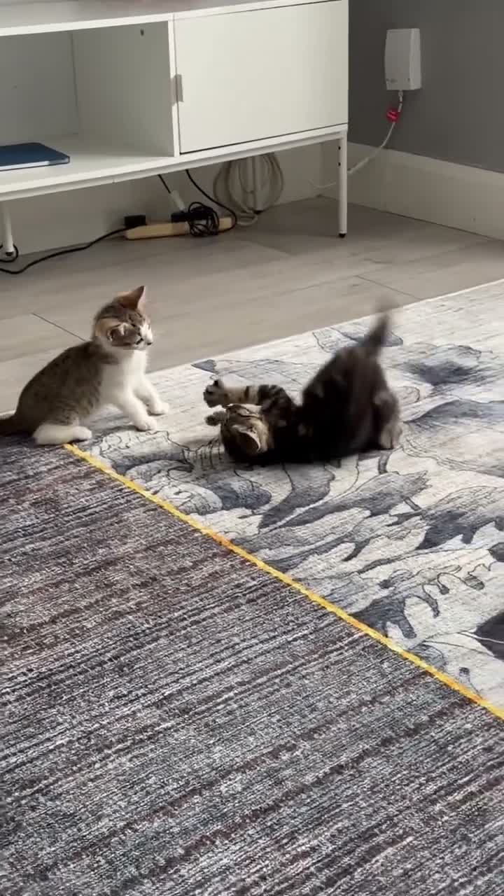 British Shorthair cats for sale: I have 4 kittens for sale  in Slough - Video 2