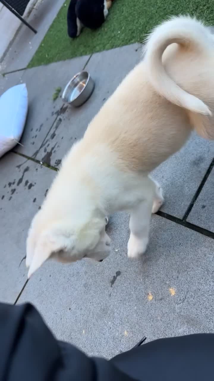 Akita dogs for sale: Beautiful Akita girl puppy for sale  - Video 1