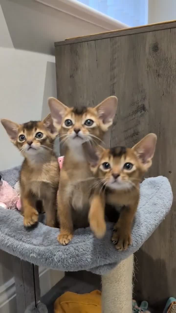 Abyssinian cats for sale: 🩵🩵Boy🩵🩵 show class kitten 🐾 - Video 3