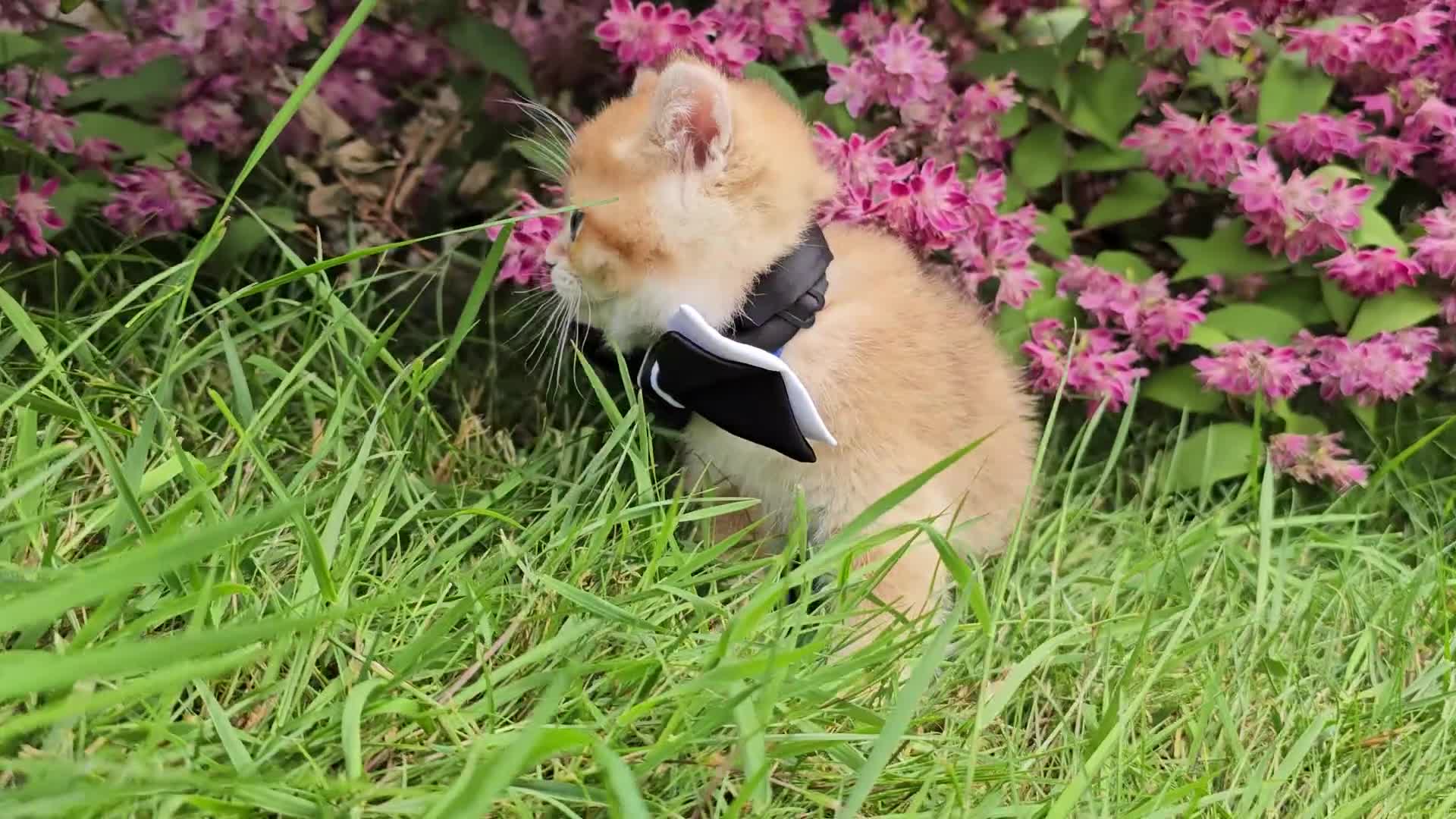 Scottish Fold cats for sale: READY NOW - TICA - SCOTTISH STRAIGHT BOY, NY12. - Video 3