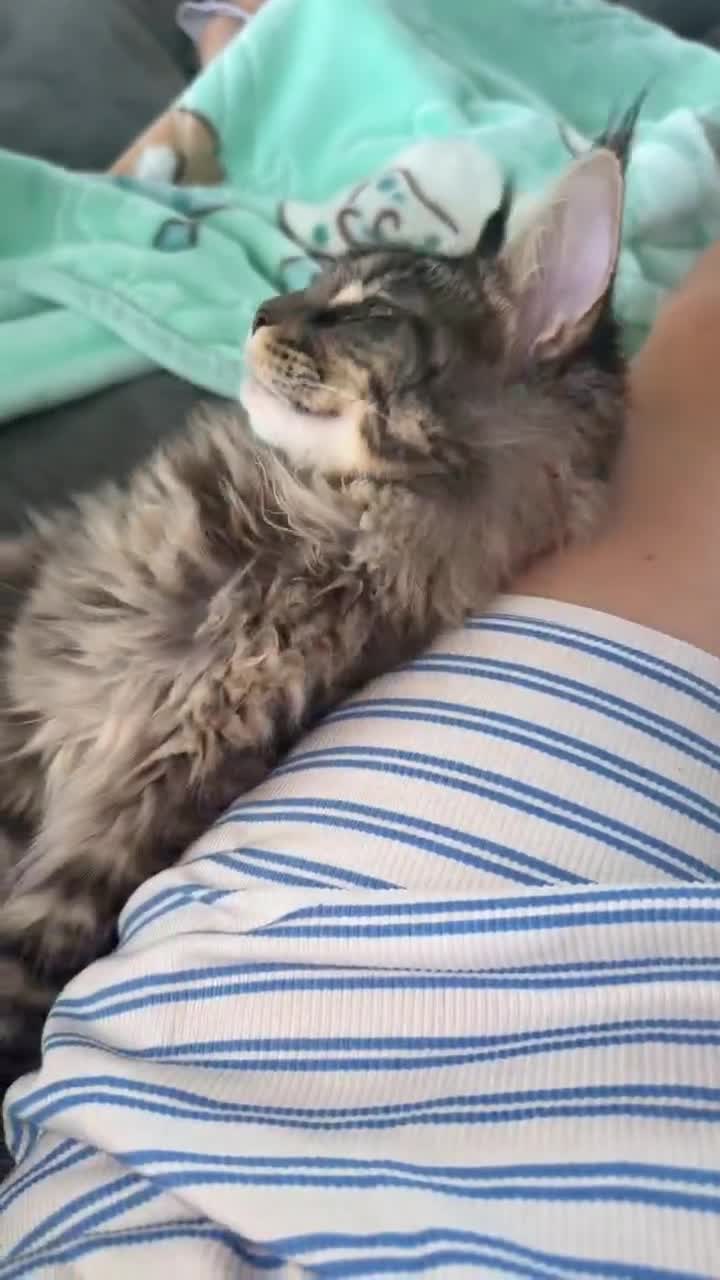 Maine Coon cats for sale: Maincoon ✨💗 - Video 1