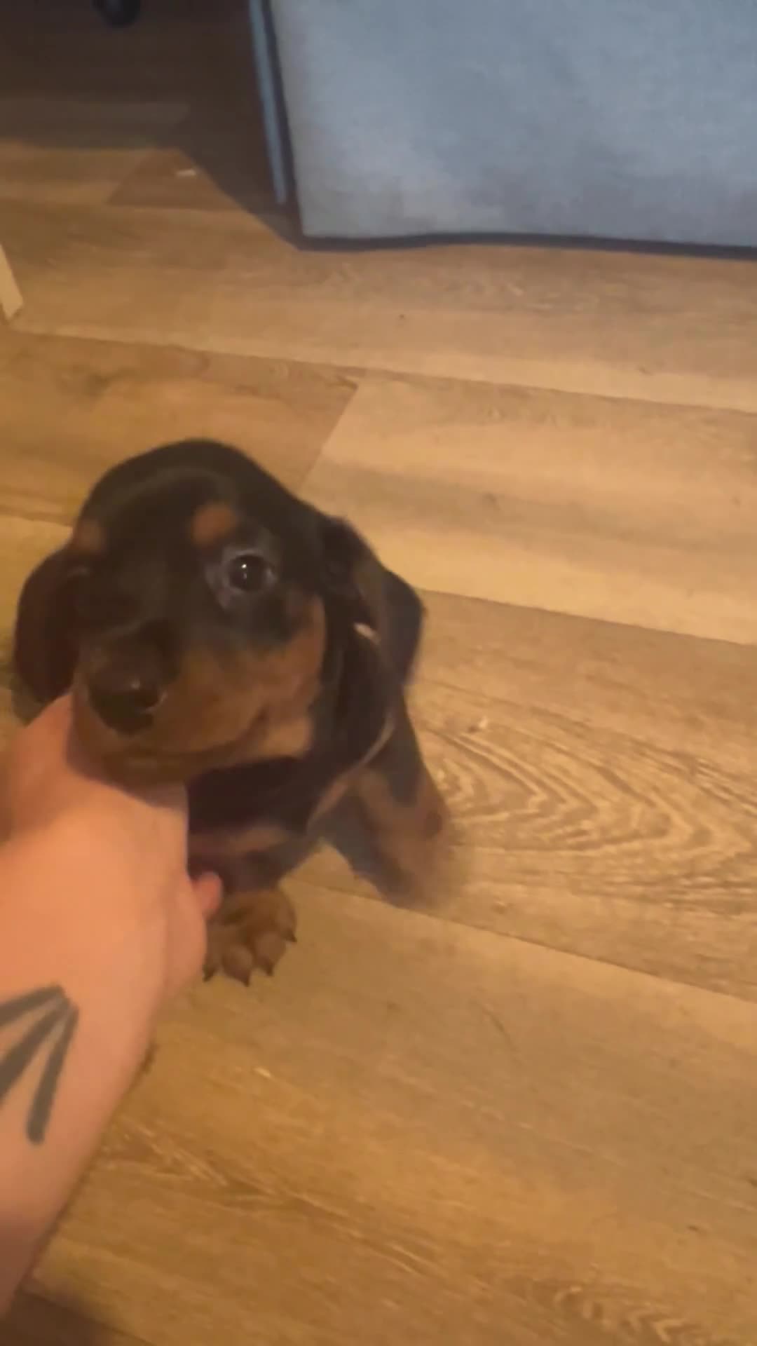 Miniature Dachshund dogs for sale: 5 Boys!! Rough haired / Smooth 🩵💙🩵💙🩵 - Video 3