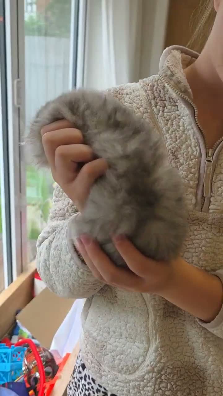 Scottish Fold cats for sale: Beautiful Tica Registered Babies - Video 2