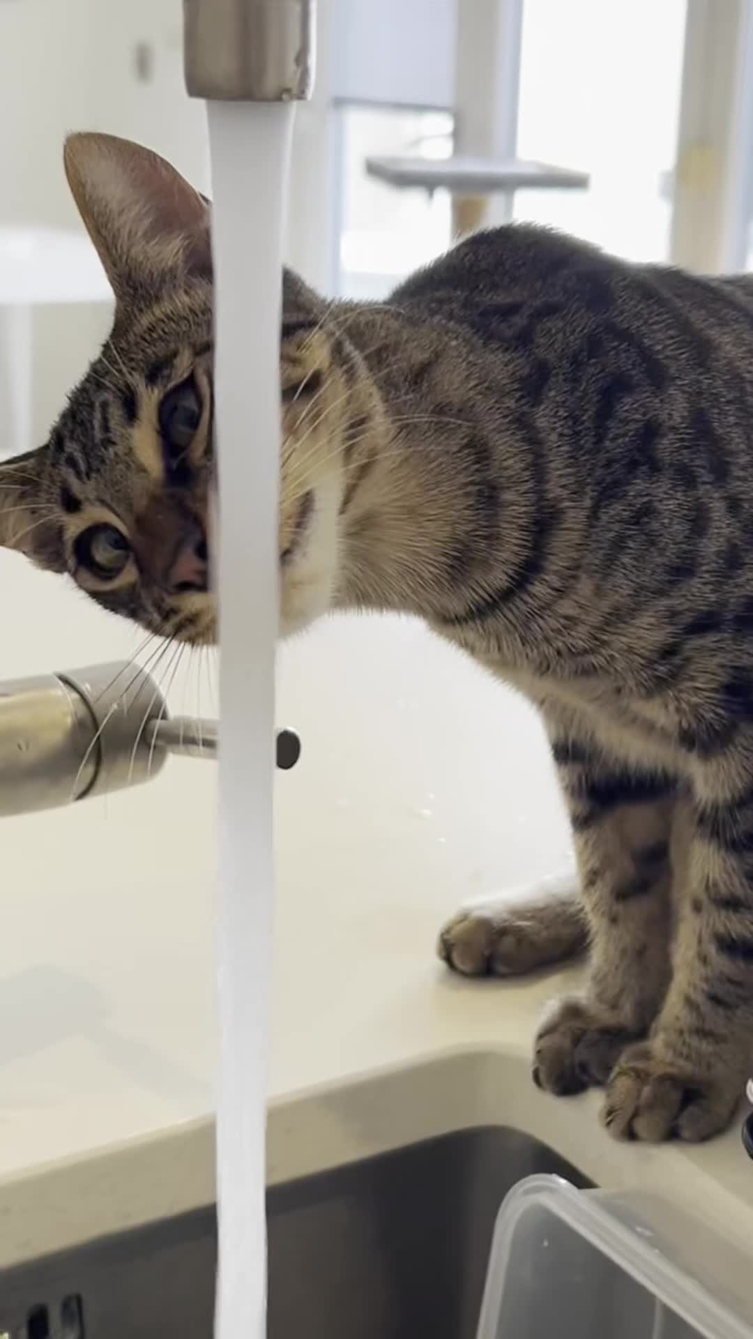 Savannah cats for sale: Reduced and ready F6 Savannah boy Koffee - Video 1