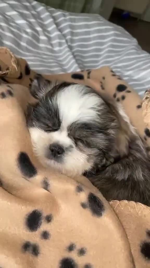 Shih Tzu dogs for sale: Shih Tzu puppy in London - Video 1