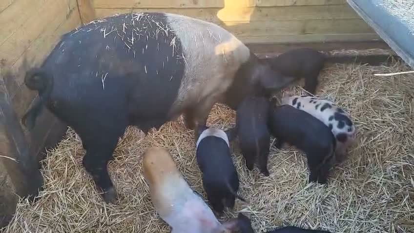 Pig livestock for sale: Saddleback x tamworth  - Video 1