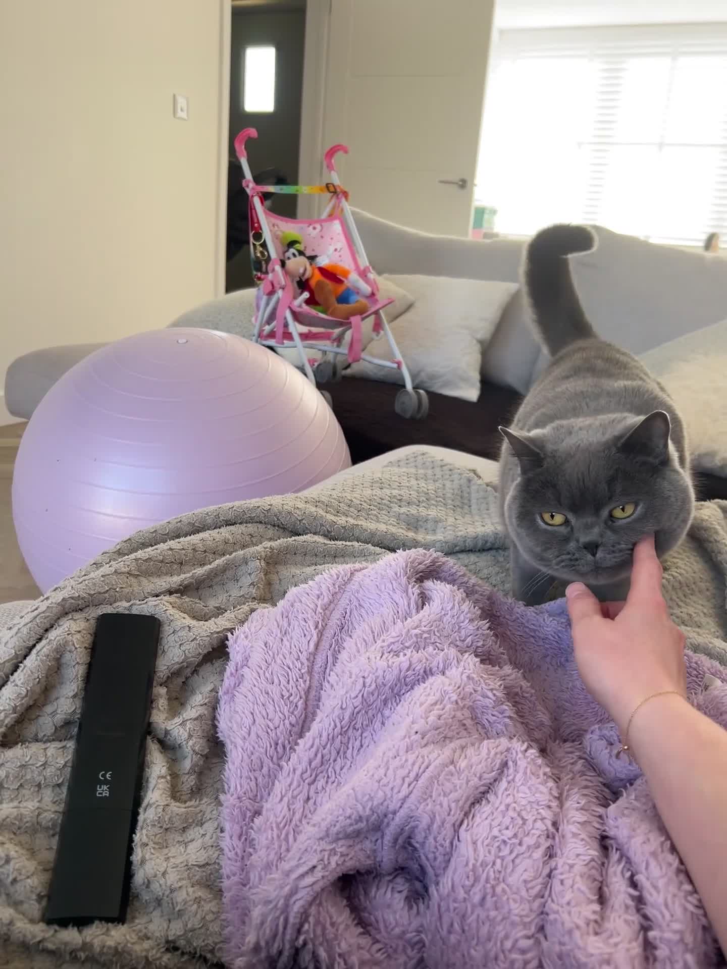 British Shorthair cats for sale: BSH boy for rehoming - Video 1