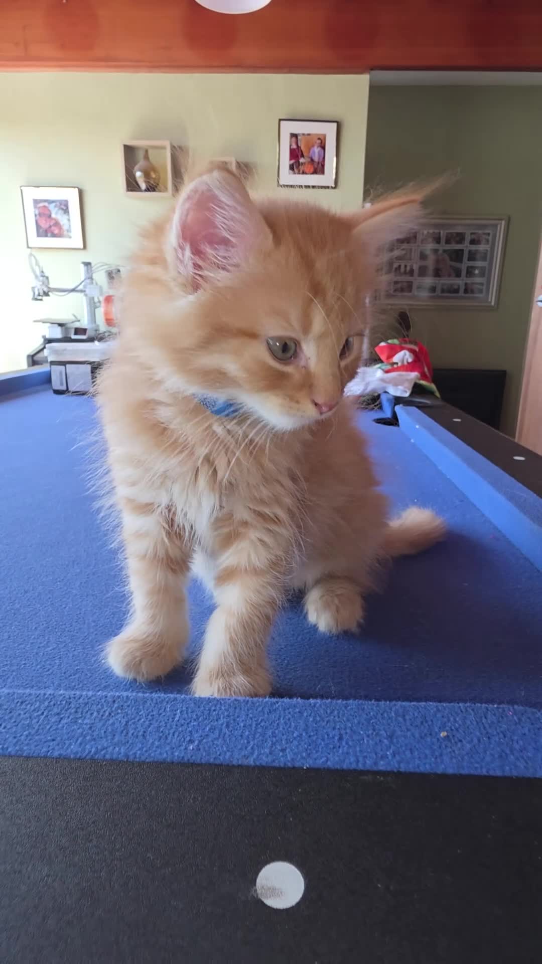 Mixed Breed cats for sale: Four beautiful fluffs - Video 5