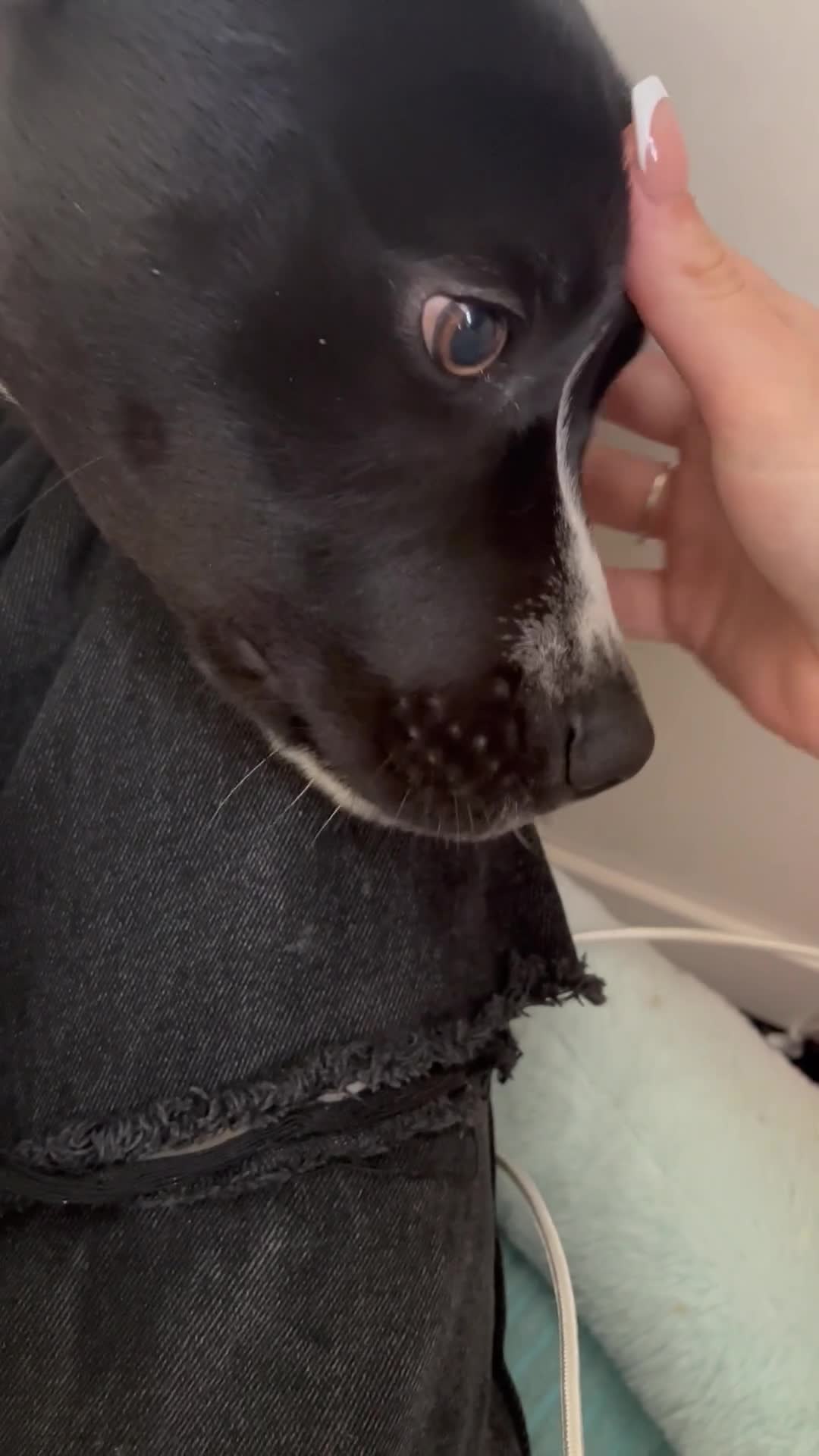 Mixed Breed dogs for sale: Bruno needs a new home!  - Video 3