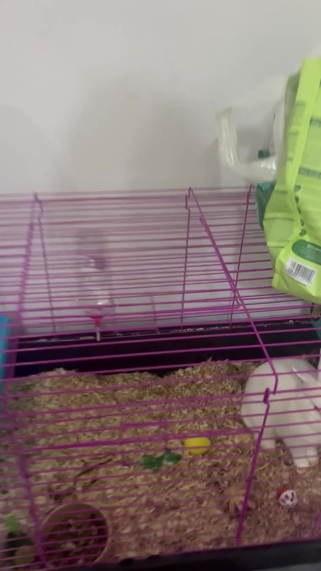 Mixed Breed rabbits for sale: Rabbit  in Rochdale - Video 1