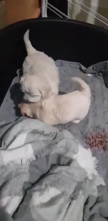 Maltese dogs for sale: Little Mia looking for forever home  - Video 4