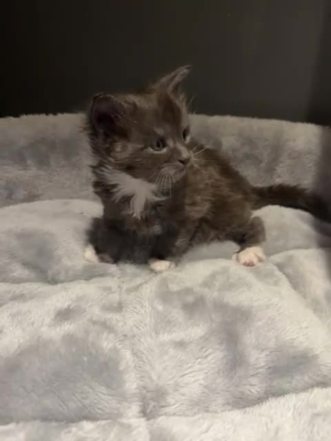 Maine Coon cats for sale: Stunning Litter Of Maine Coon Kittens  - Video 1