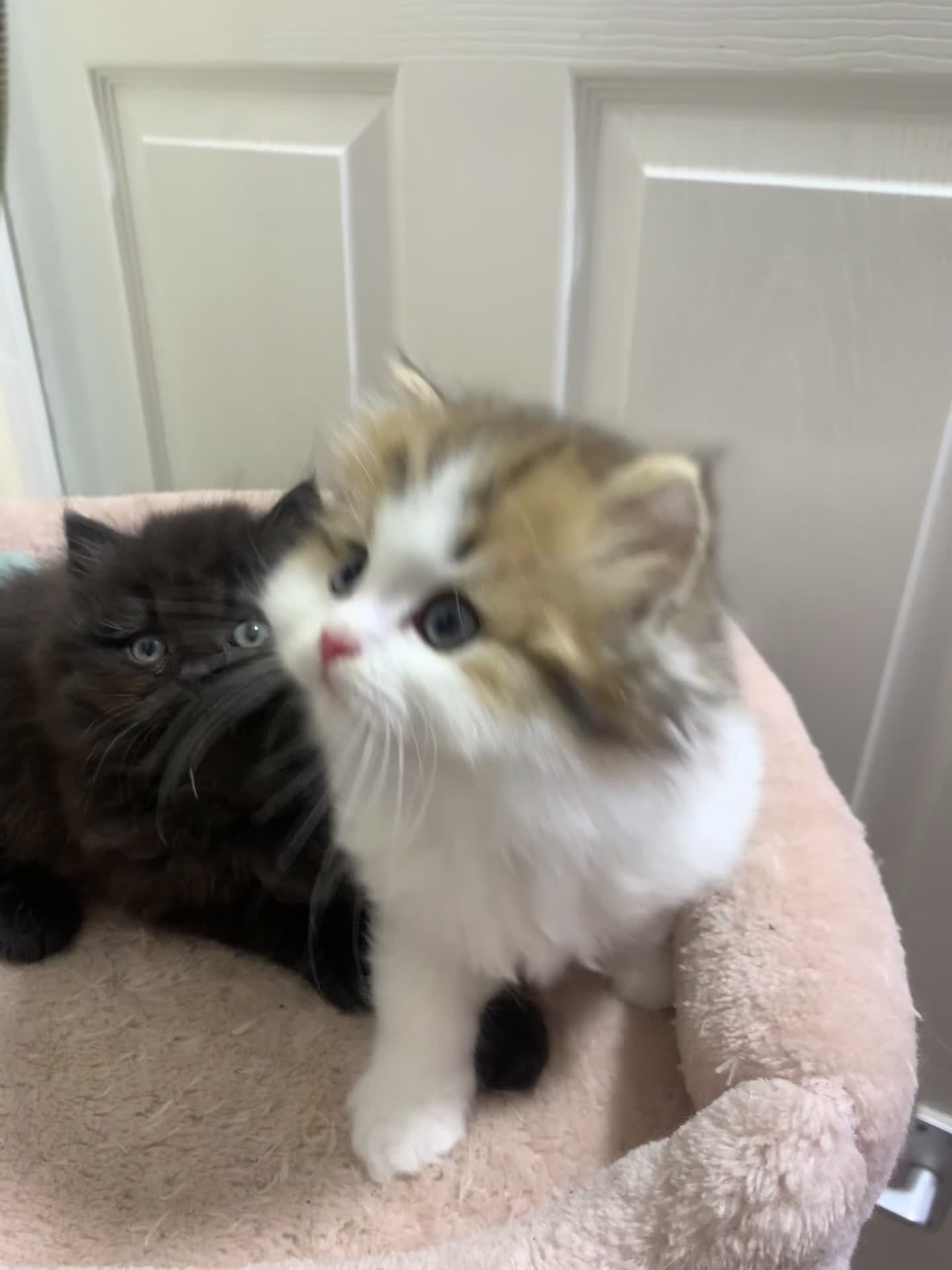 Mixed Breed cats for sale: Beautiful mixed breed kittens  - Video 4