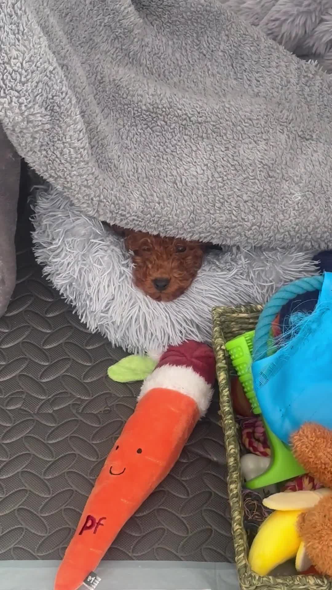 Toy Poodle dogs for sale: Deep red toy poodle  - Video 4