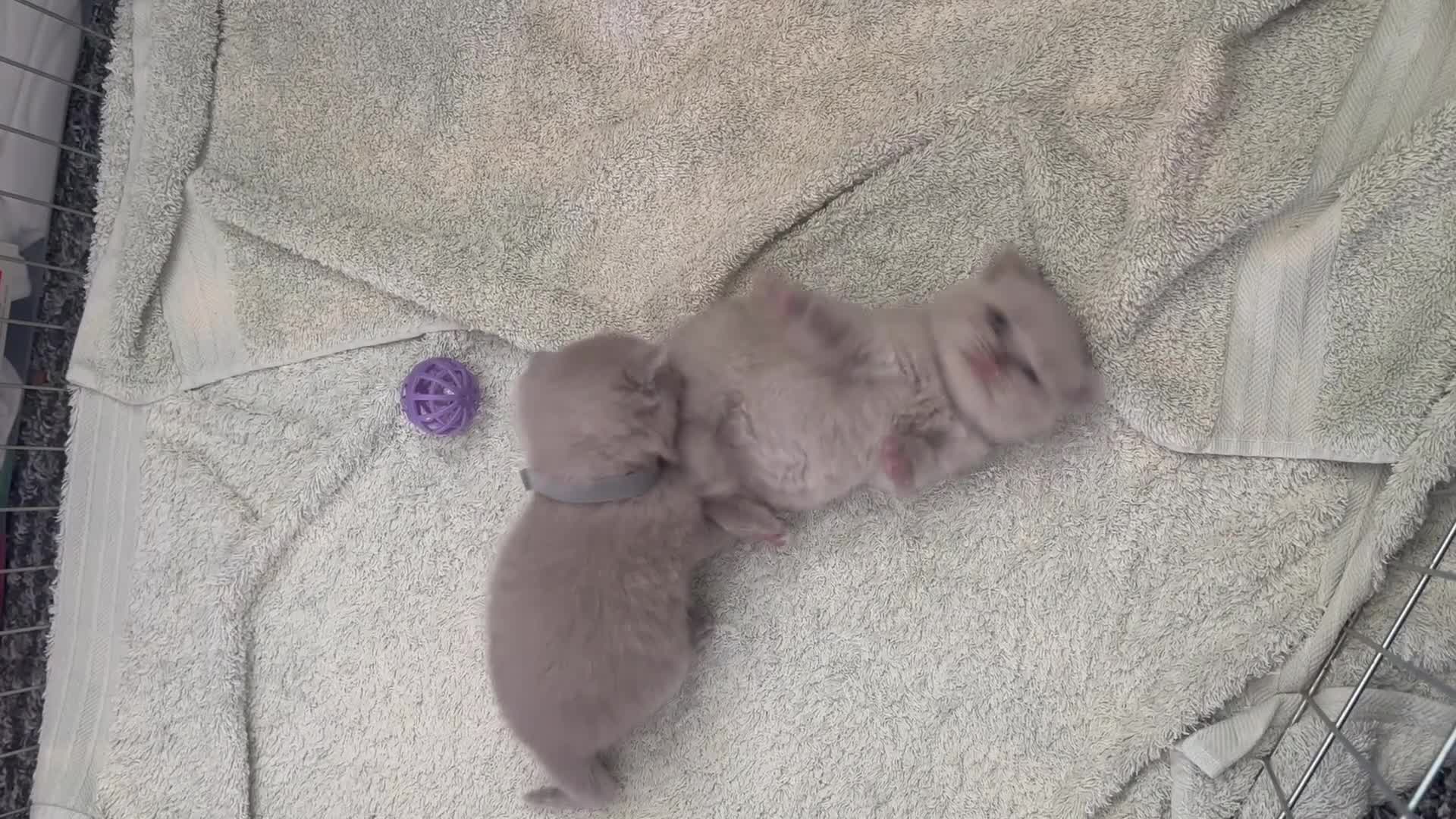 British Shorthair cats for sale: Blue and lilac British shorthair kittens  - Video 2