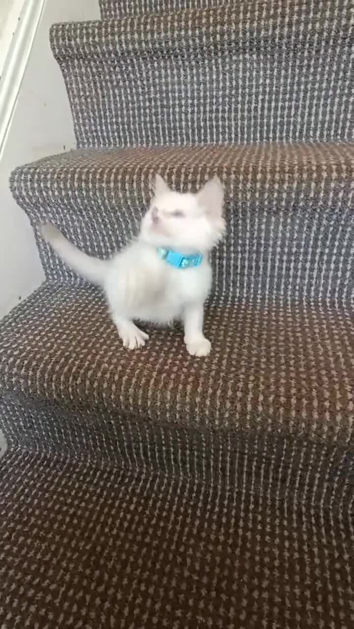 Ragdoll cats for sale: 3 male and 1 female Ragdoll cats for sale - Video 4