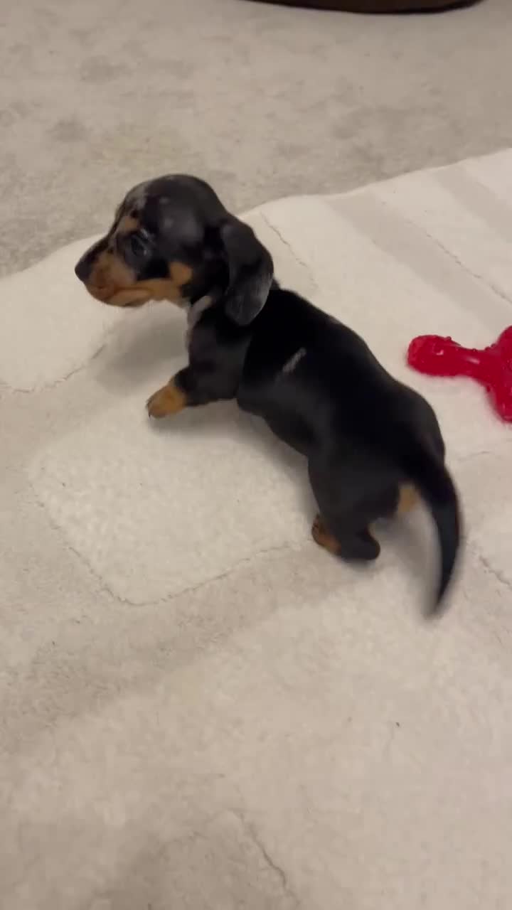 Miniature Dachshund dogs for sale: READY TO LEAVE KC Pedigree Miniature dachshunds - Video 3