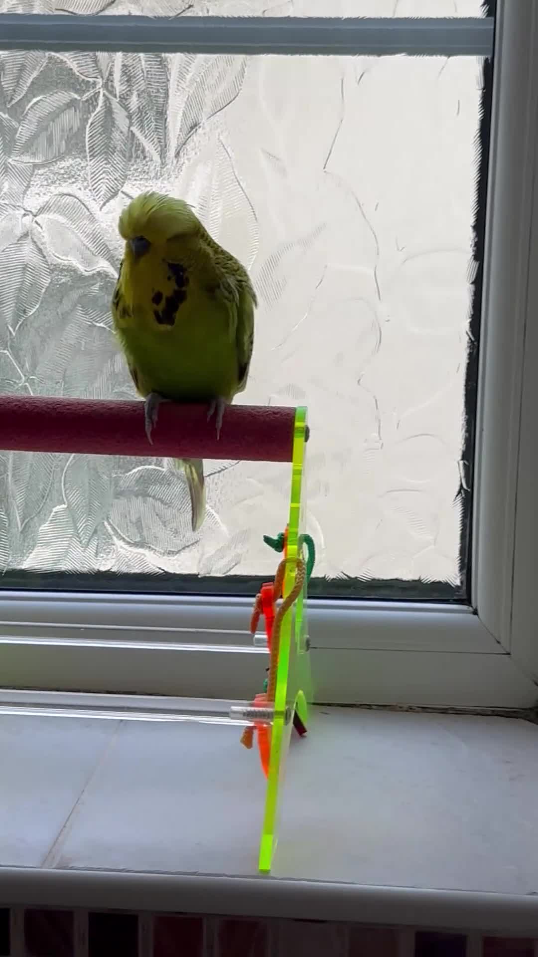 Budgerigars birds for sale: Super Tame Exhibition Budgie - Video 1