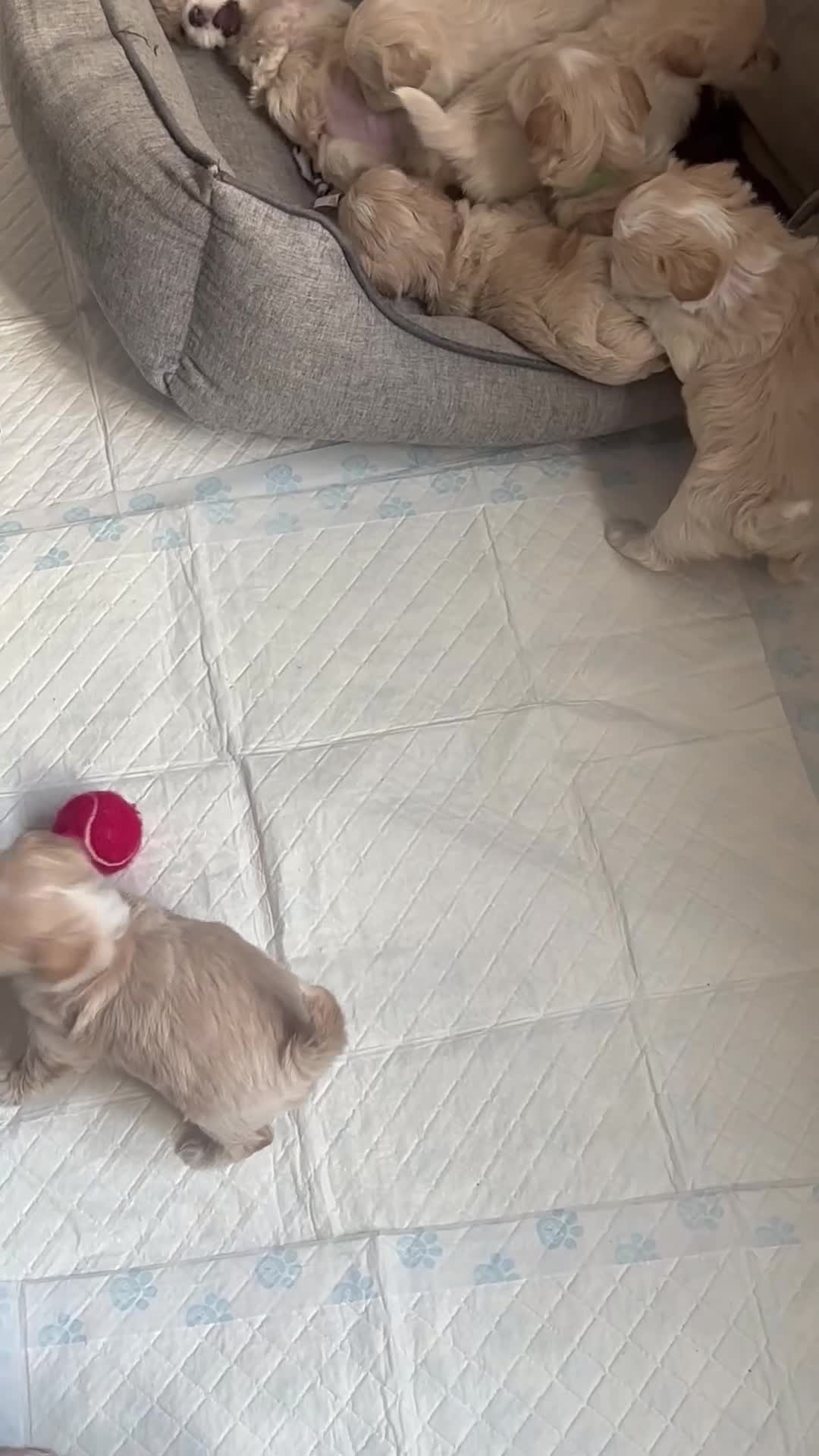 Maltipoo dogs for sale: Maltipoos - Video 2