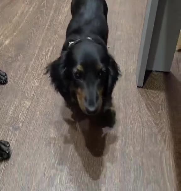 Miniature Dachshund dogs for sale: Beautiful kc registered miniature dachshund pups🐶 - Video 1