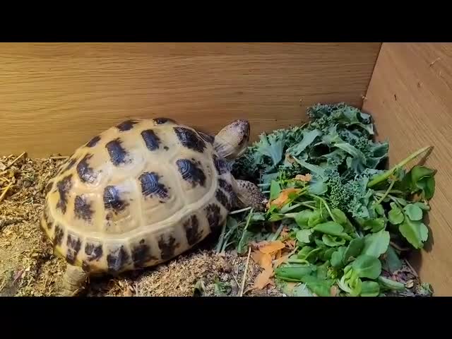 Tortoise reptiles for sale: RESERVED Horsfields Tortoise with Vivexotic Set Up - Video 1