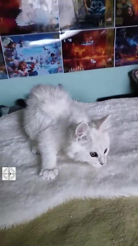 Maine Coon cats for sale: Unique maine coon kittens ❤️ ONLY PET ‼️ - Video 3