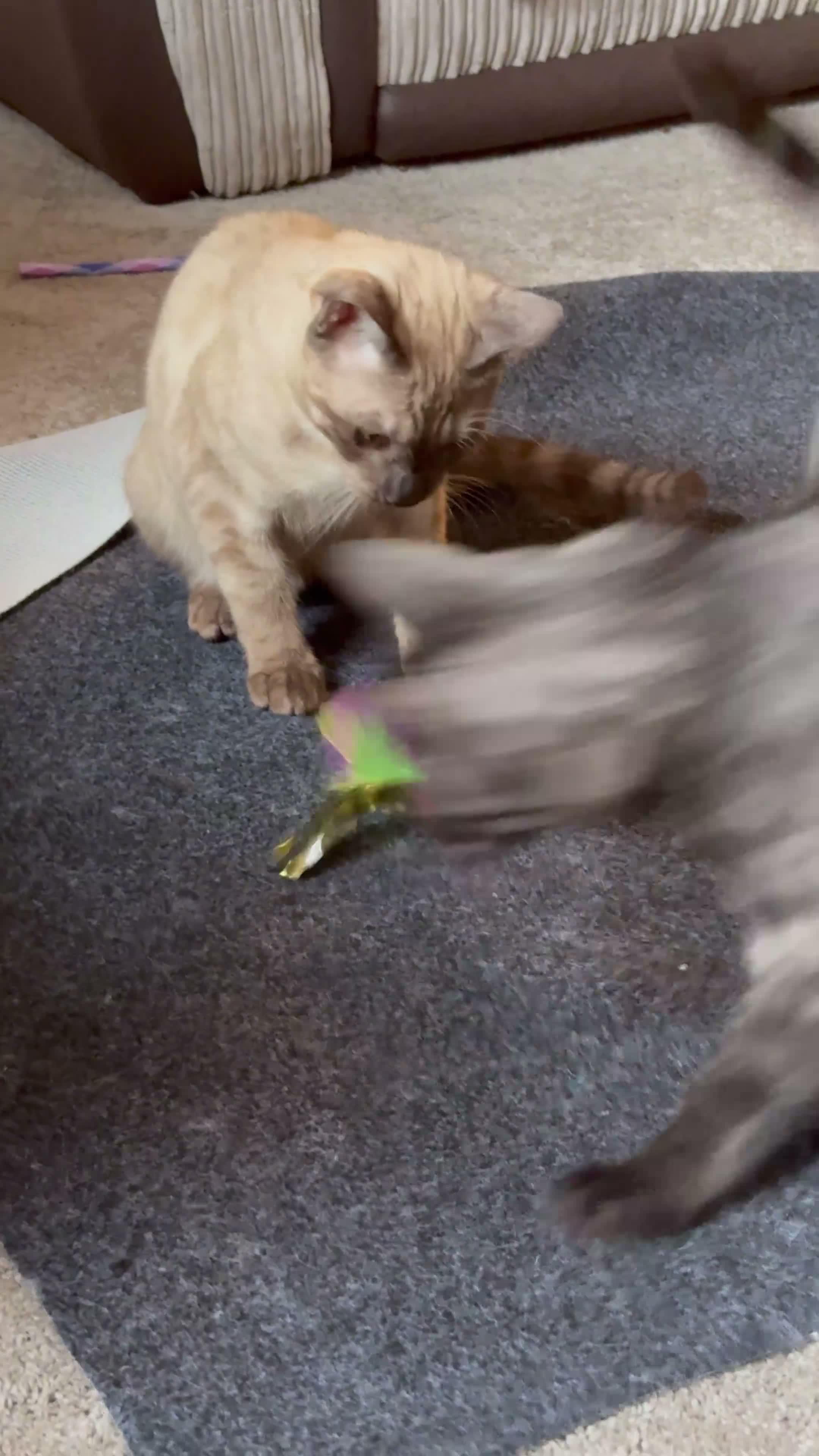 Bengal cats for sale: Seal Solid Silver Mink Bengal TICA registered  - Video 1