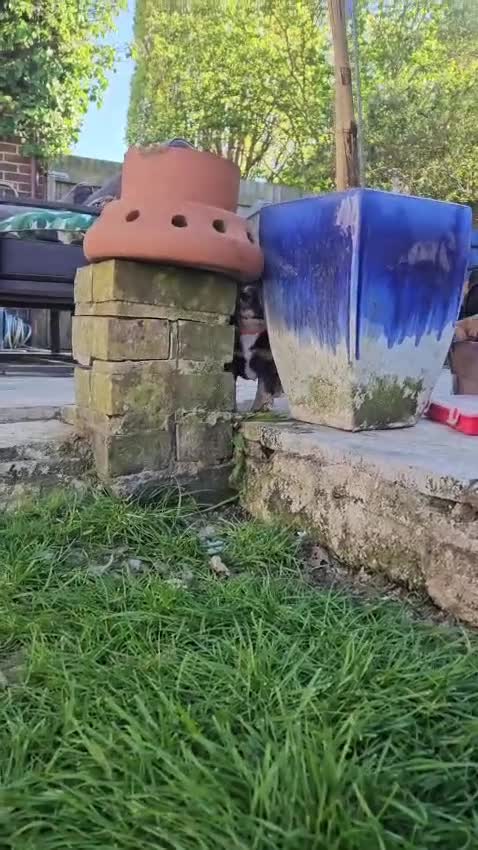 Sprocker dogs for sale: 4x perfect little pup in Polegate - Video 3