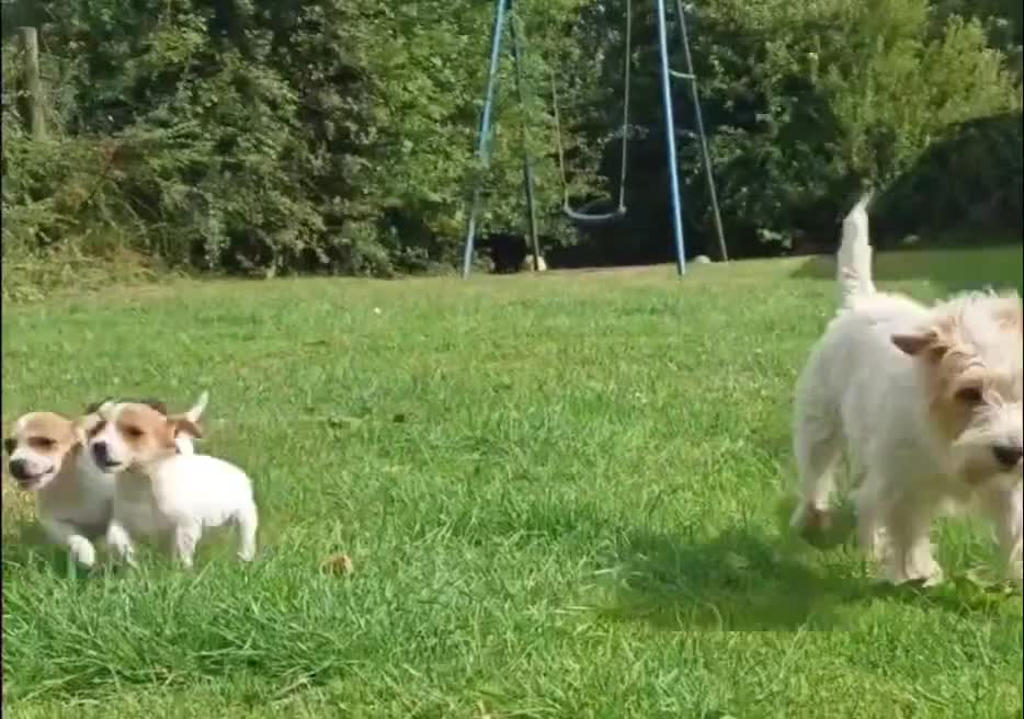 Jack Russell dogs for sale: ⭐ Jack Russell puppies ⭐ - Video 1