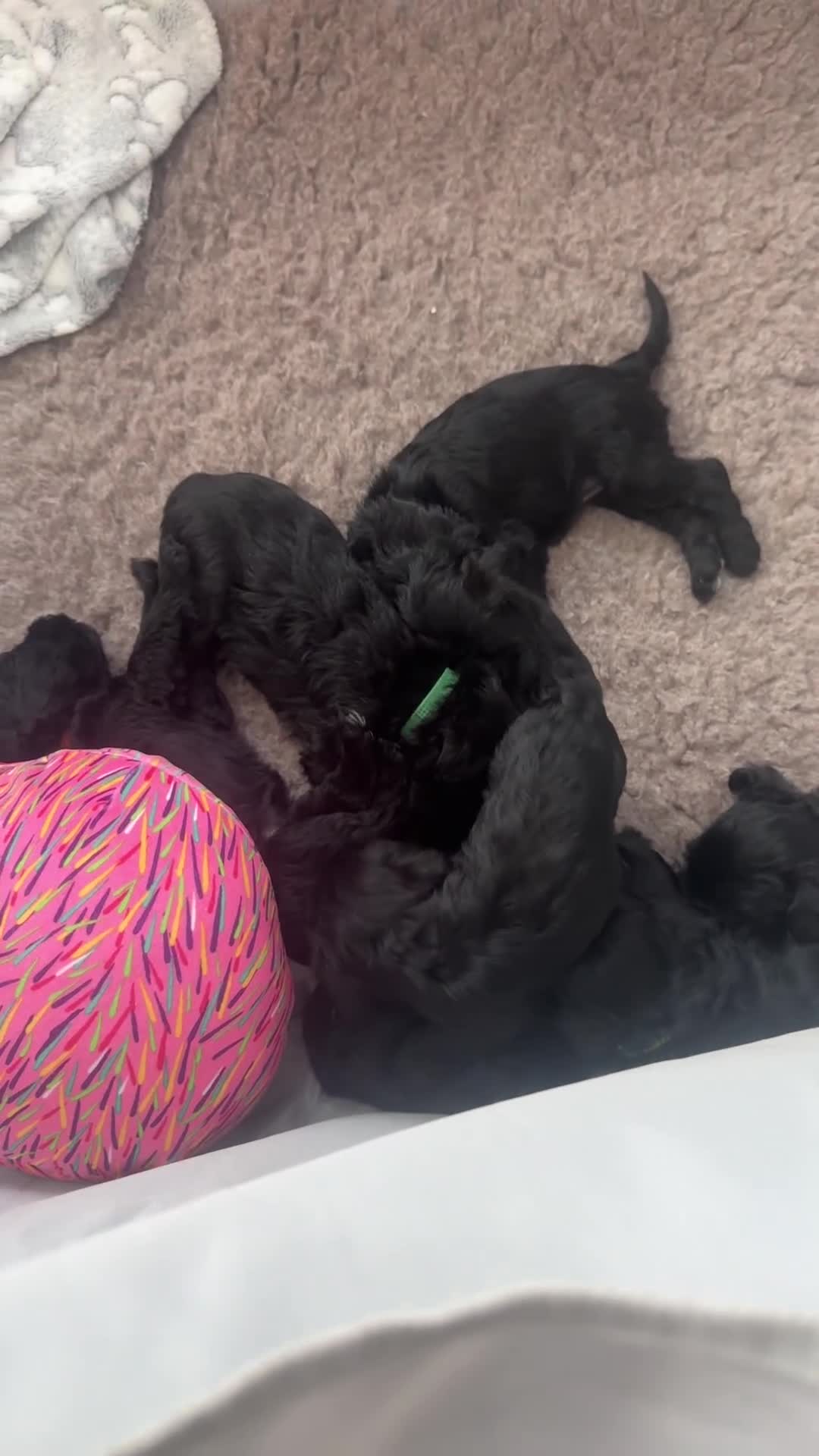 Miniature Schnauzer dogs for sale: Miniature Schnauzer pups for sale - Video 2