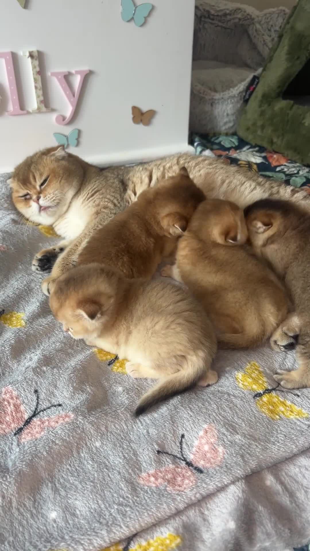Scottish Fold cats for sale:  Tiny golden treasures for their forever homes! - Video 1