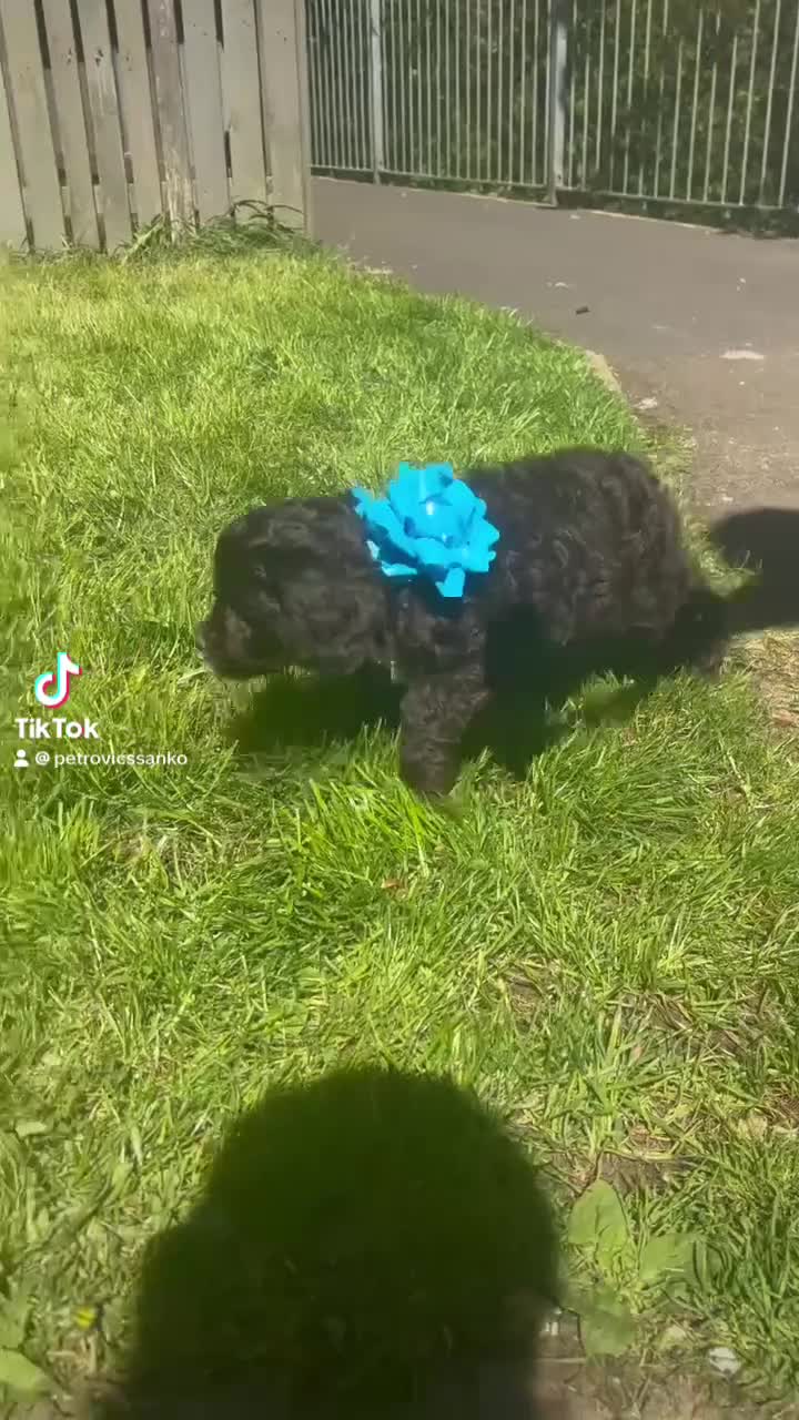 Goldendoodle dogs for sale: Goldendoodle puppies 💙🩷 - Video 4