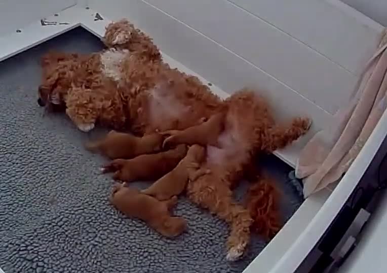 Australian Labradoodle dogs for sale: Multigenerational Australian Labradoodle Puppies - Video 3