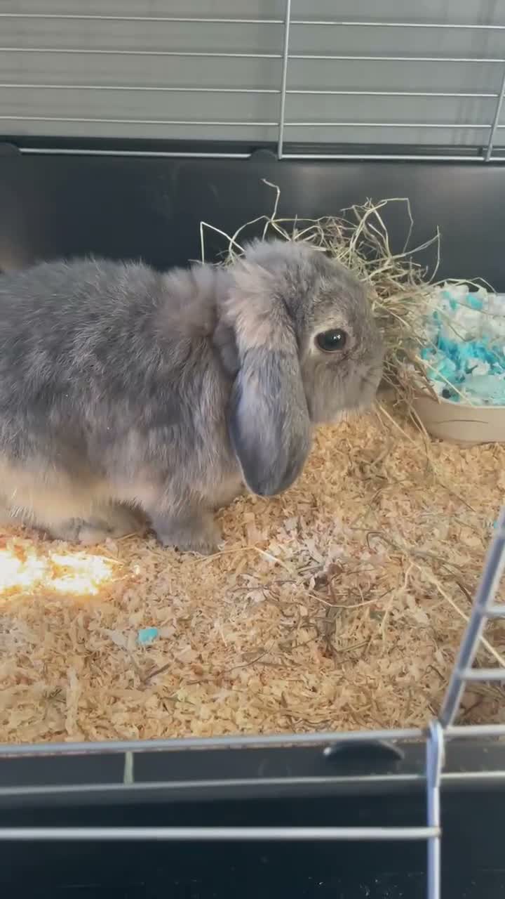 Mini Lop rabbits for sale: Mini lop for sale in Reading - Video 1