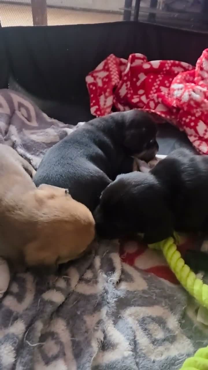 Mixed Breed dogs for sale: 3 mixed frenchie dachshund pups for sale in Bolton - Video 1