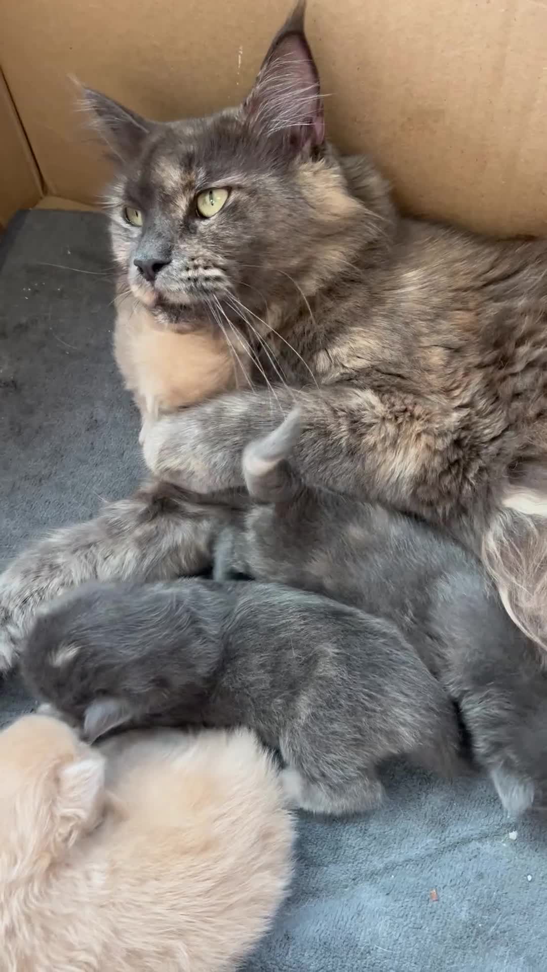 Maine Coon cats for sale: Stunning Maine coons - Video 2