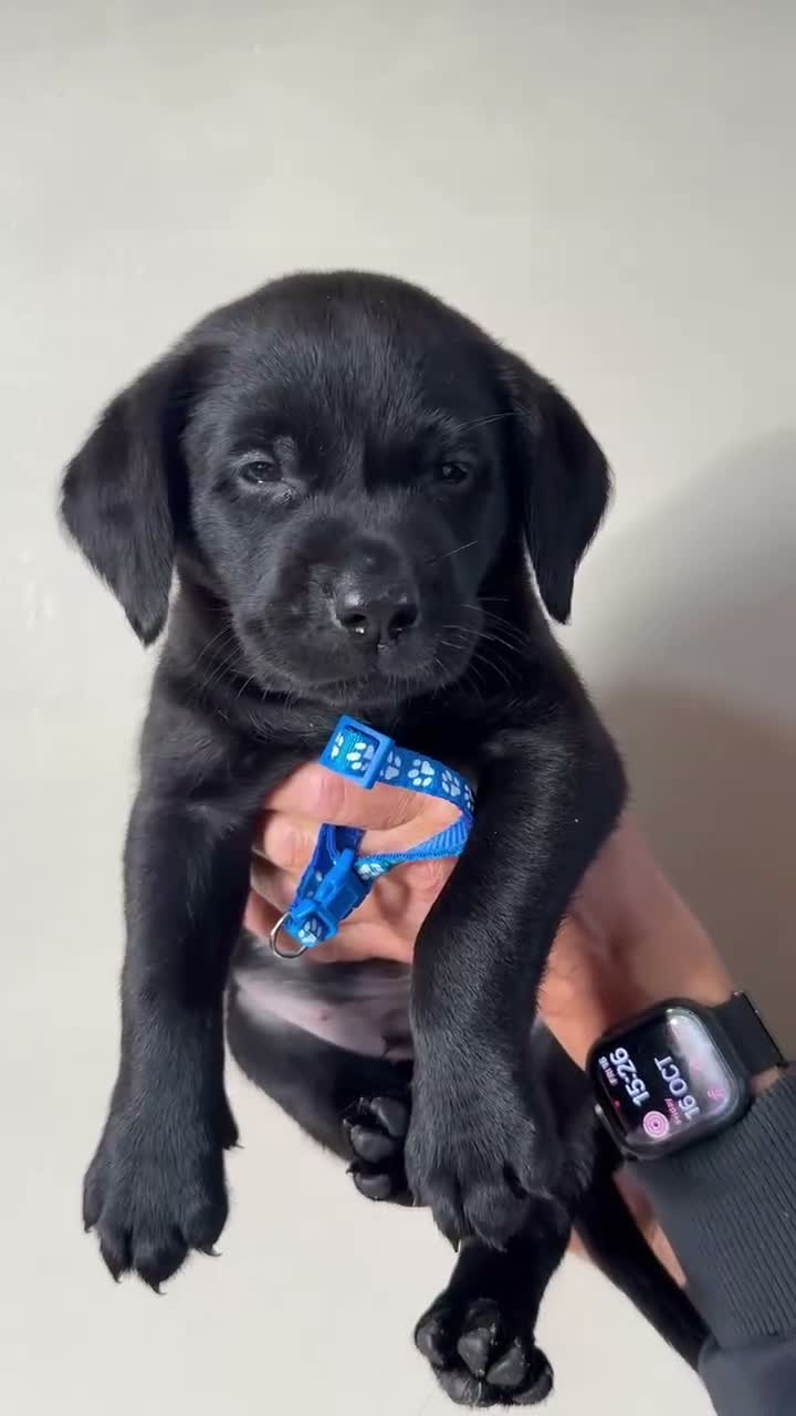 Labrador Retriever dogs for sale: Black Labrador Puppies  in Stoke-on-Trent - Video 2