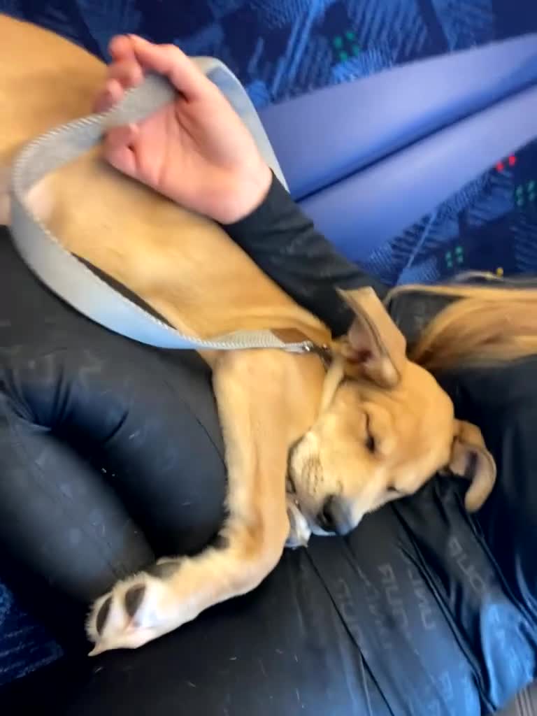 Mixed Breed dogs for sale: Murphy  - Video 3