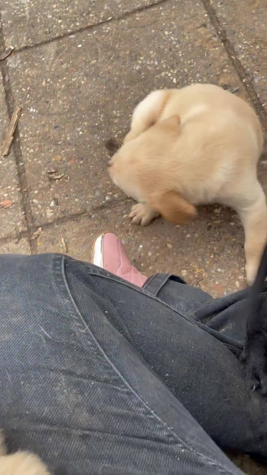 Labrador Retriever dogs for sale: Stunning Labrador puppies ready Wednesday!!! - Video 2