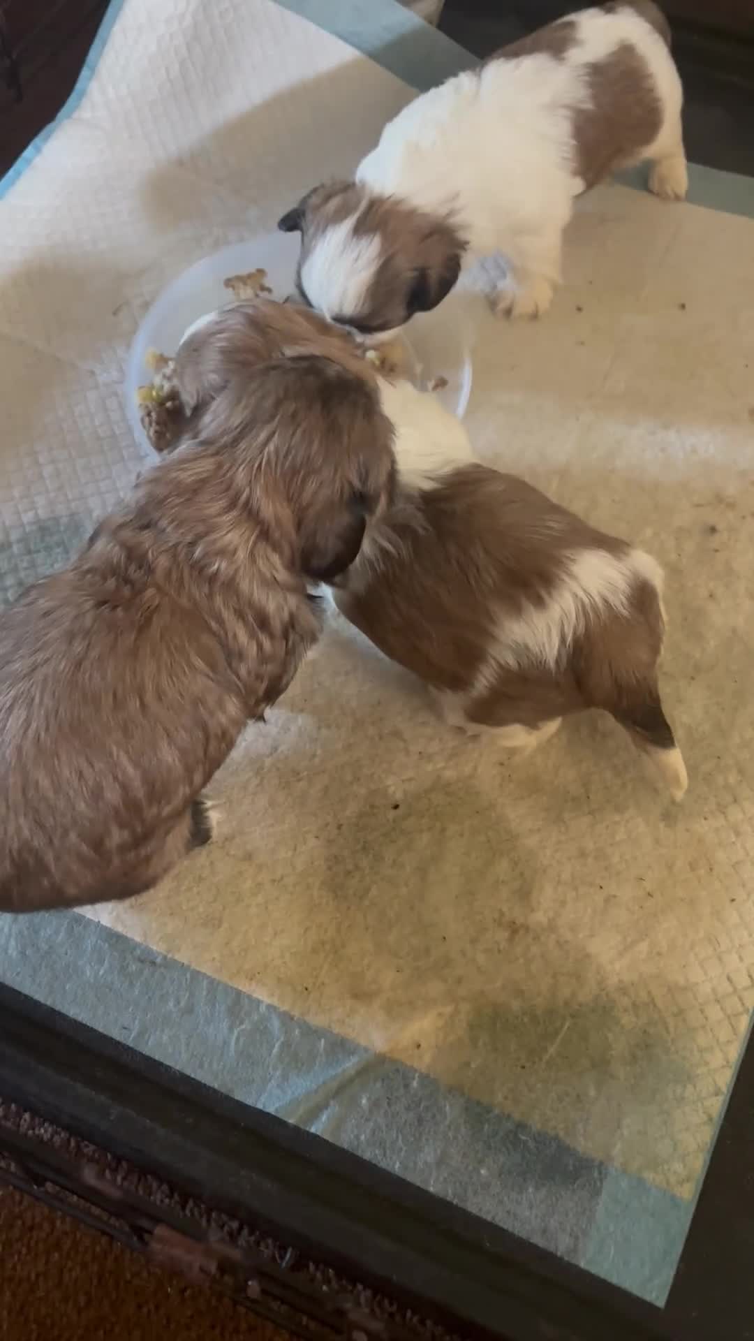 Shih Tzu dogs for sale: Adorable female Shih Tzu  - Video 1