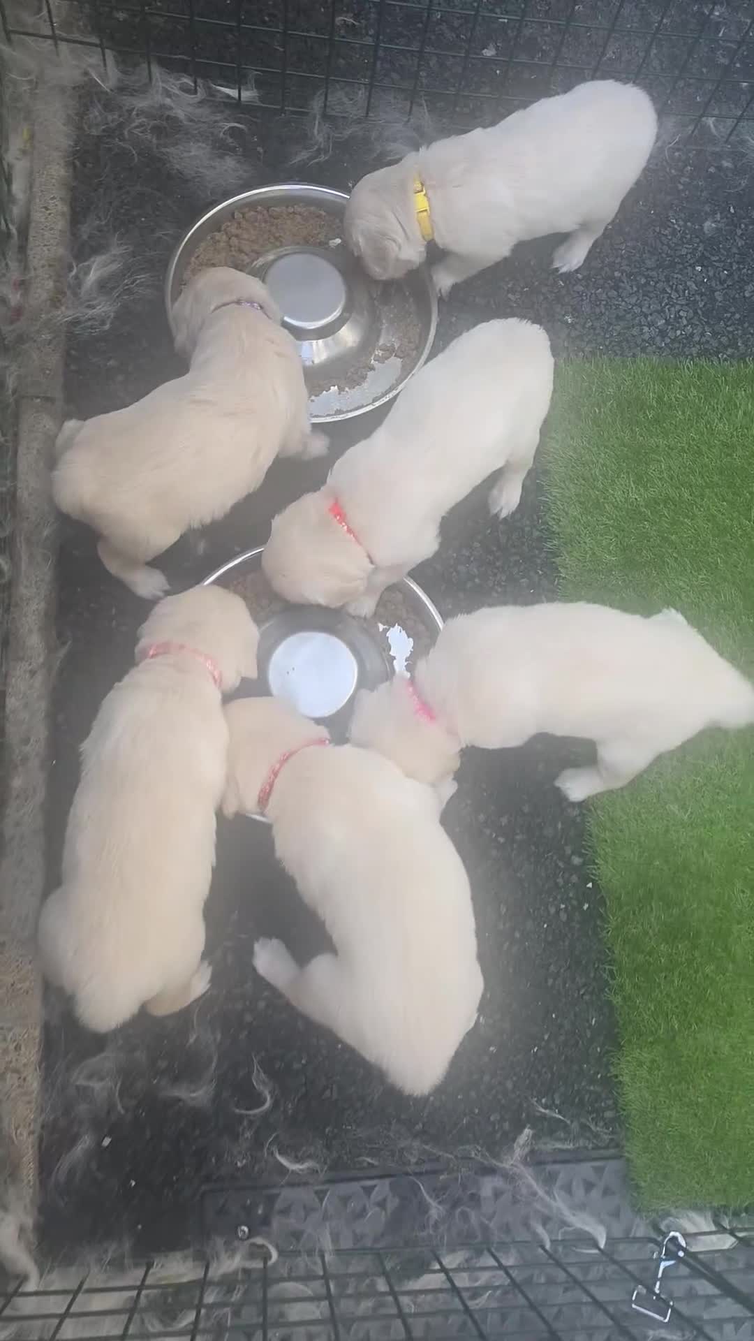 Golden Retriever dogs for sale: Golden Retriever Puppies in Bangor - Video 3