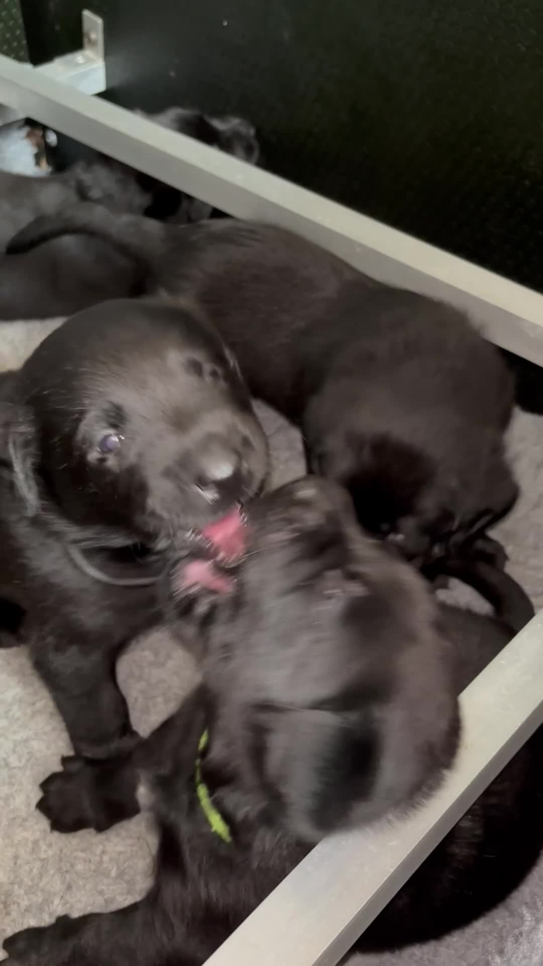 Labrador Retriever dogs for sale: KC Reg.Parents Fully Health Tested.Ready Now - Video 3