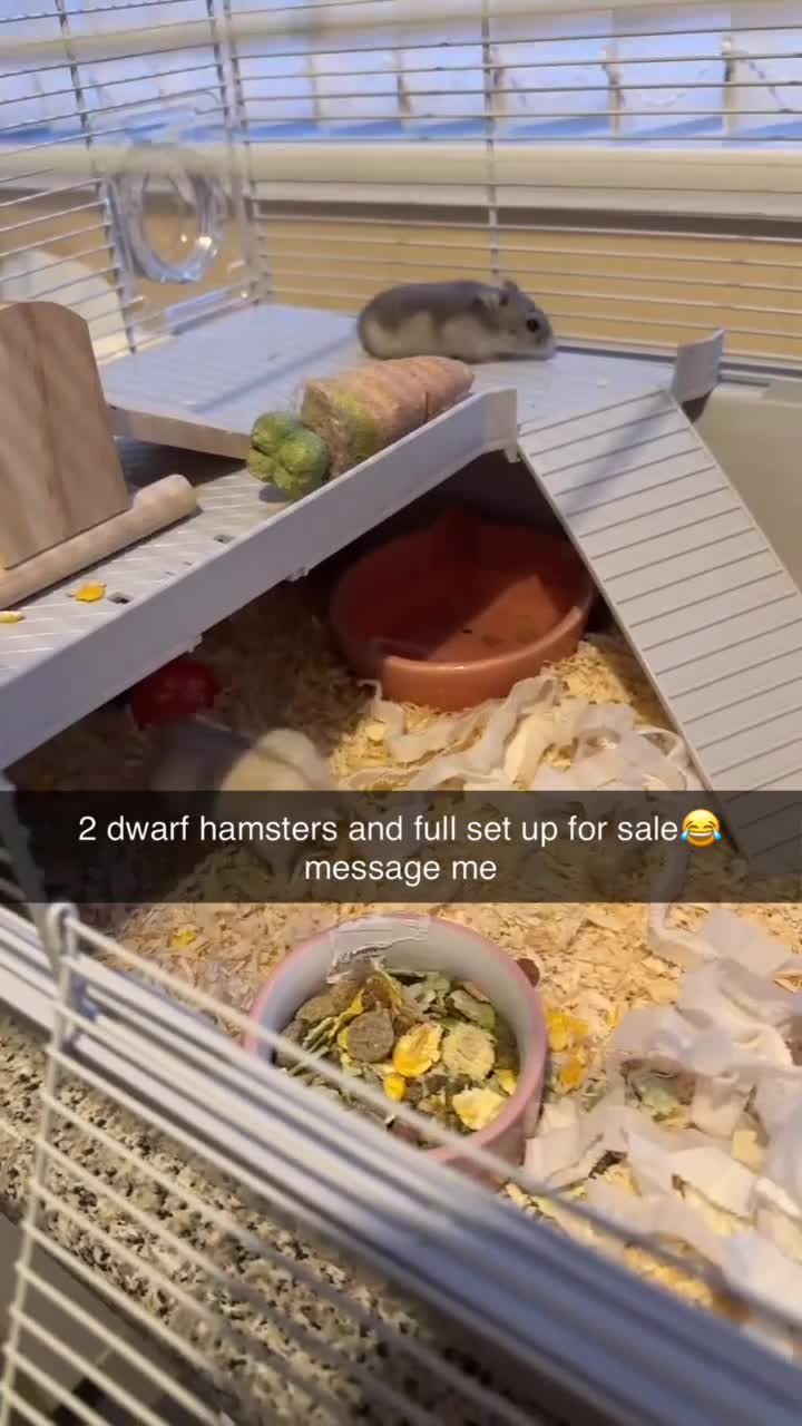 Hamster rodents for sale: 2 Russian dwarf hamsters and set up - Video 3