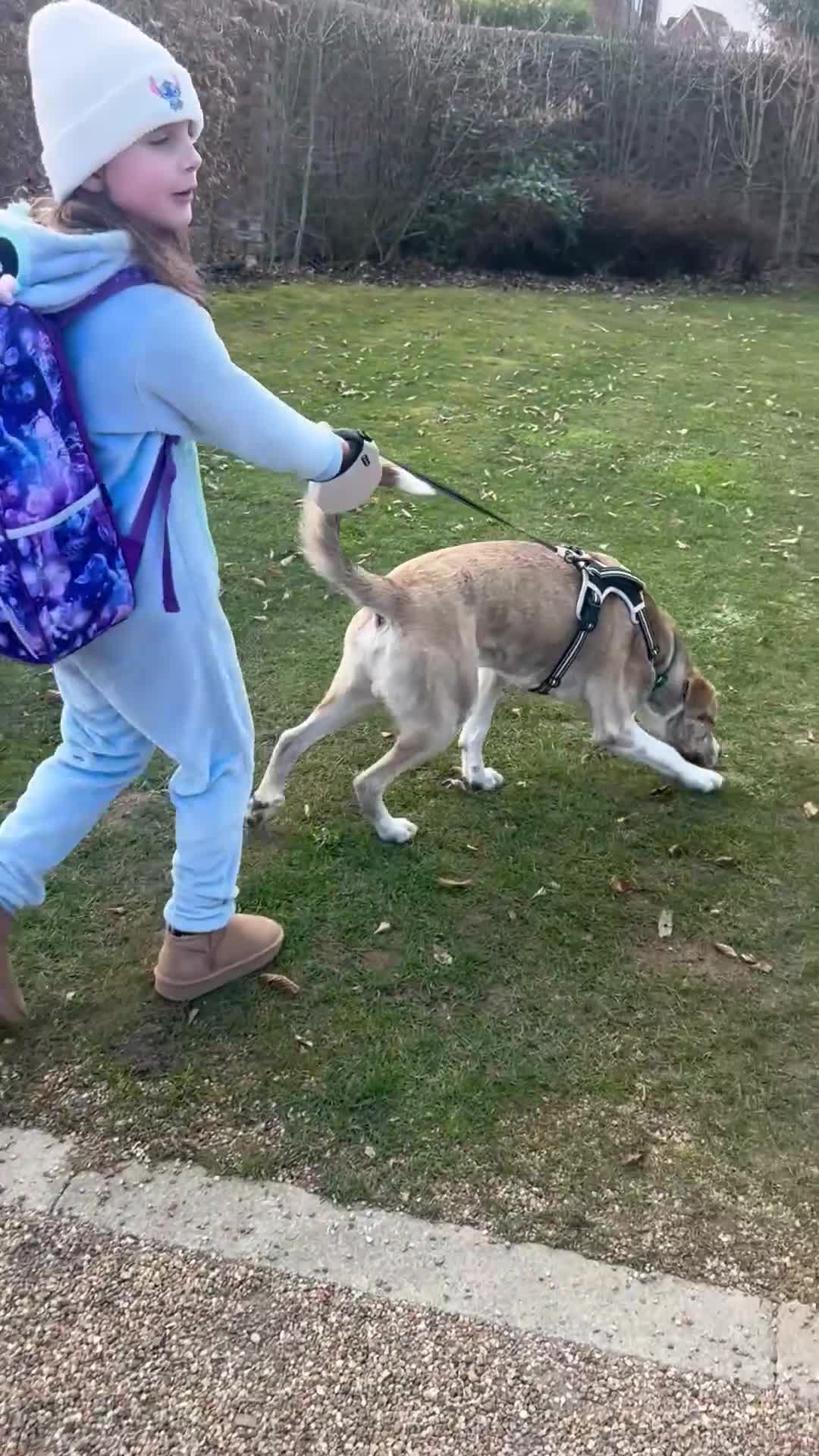 Mixed Breed dogs for sale: Dog for sale - Video 1