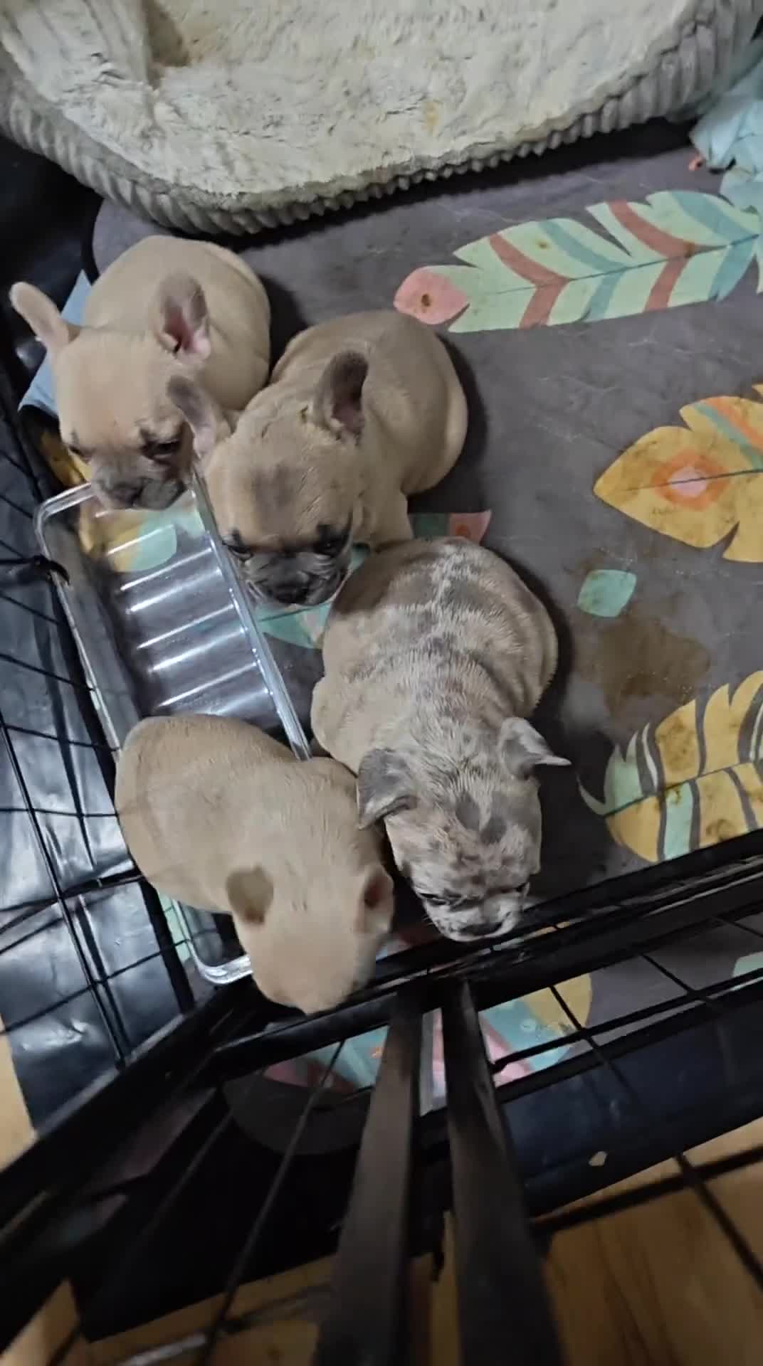 French Bulldog dogs for sale: Unique and Beautiful French bulldogs puppies  - Video 1