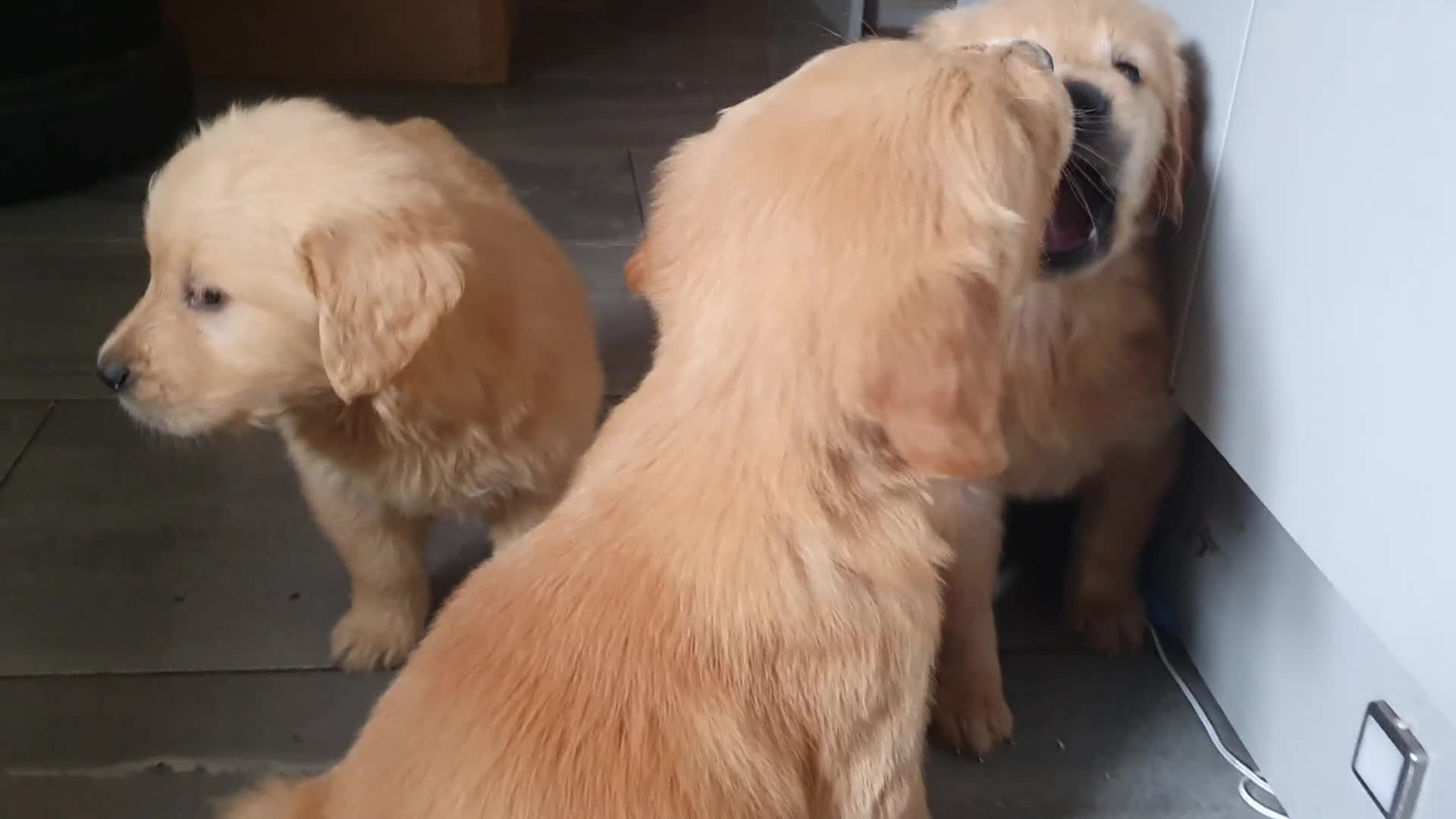 Golden Retriever dogs for sale: Pedigree Golden retriever championbloodline pups - Video 1